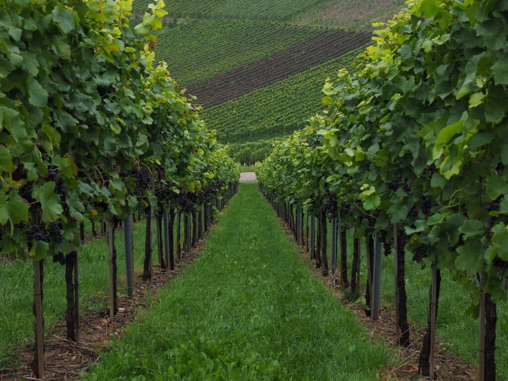 vineyard B & C Winery